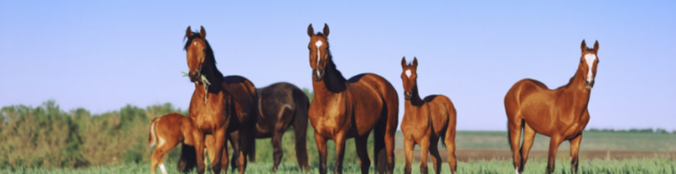 Amacron Equine