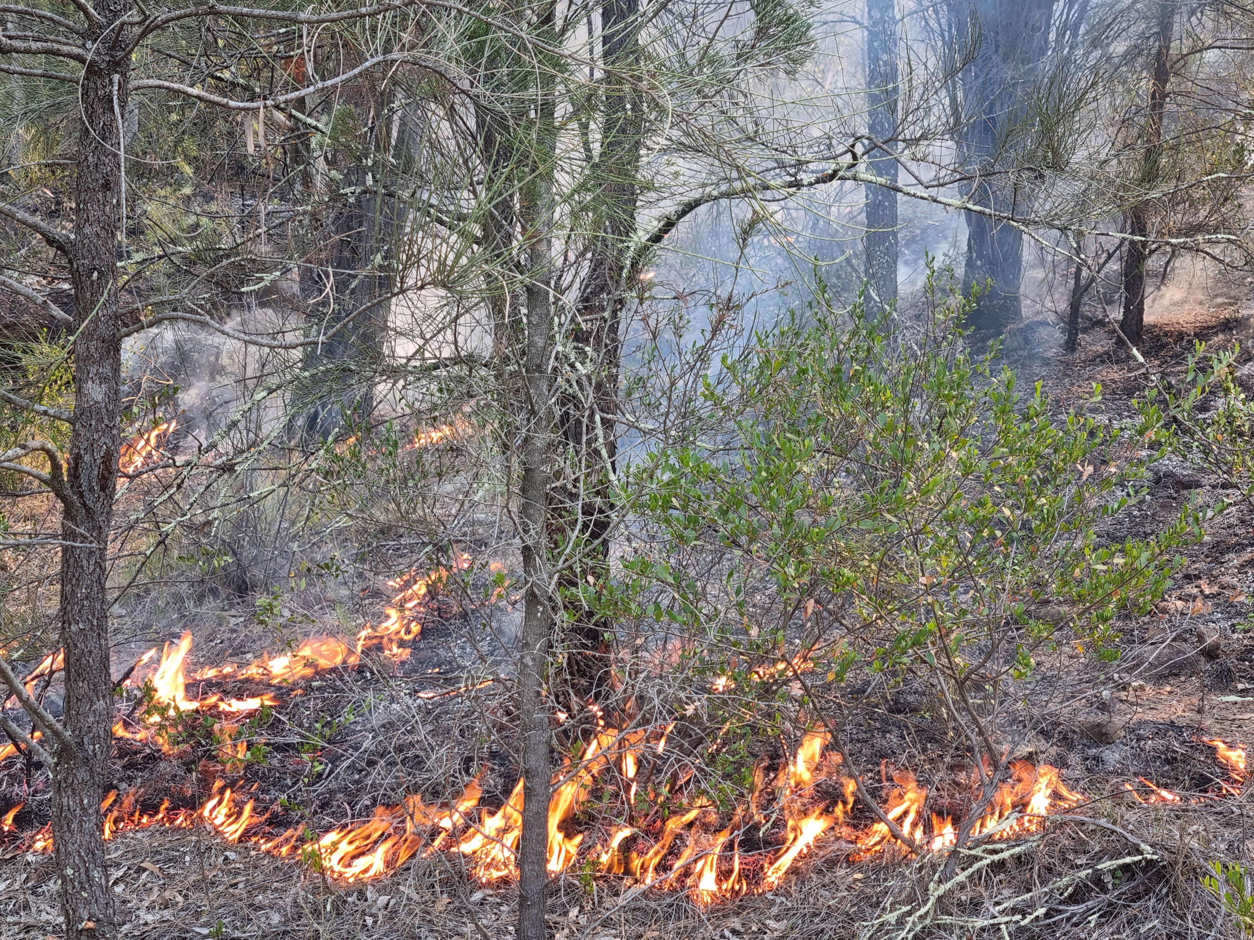Dire bush fire warning given by climate group - 2NM
