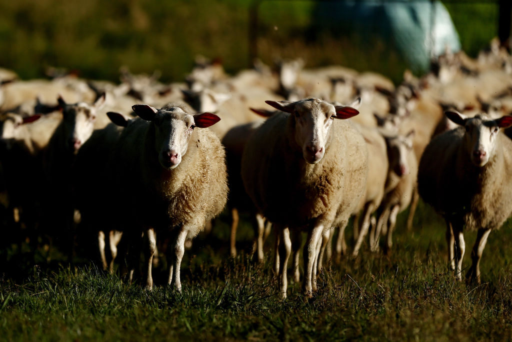 Free online workshop to help farmers get started with AI - 2NM