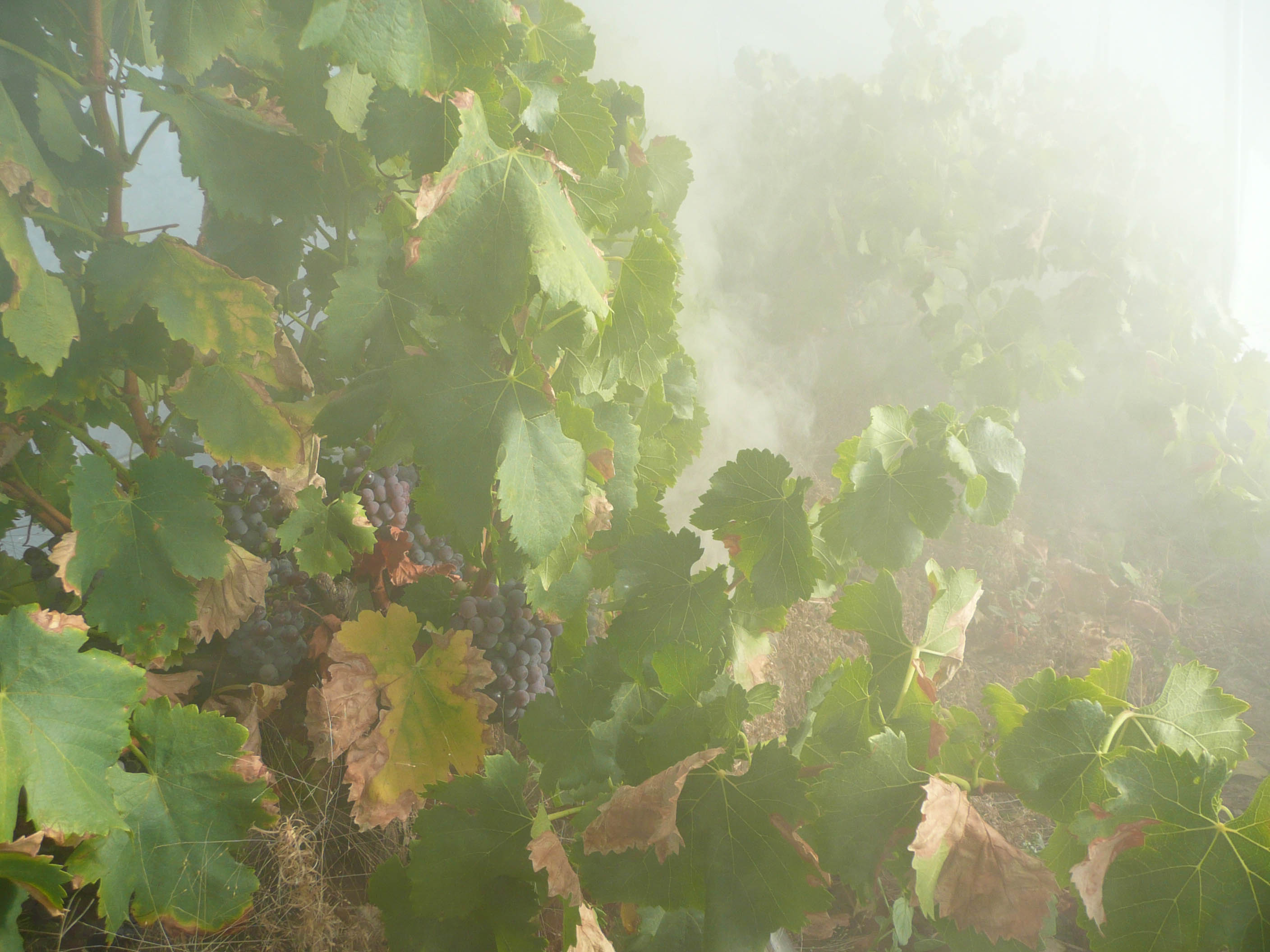 Nationals call for review as wine industry crisis deepens